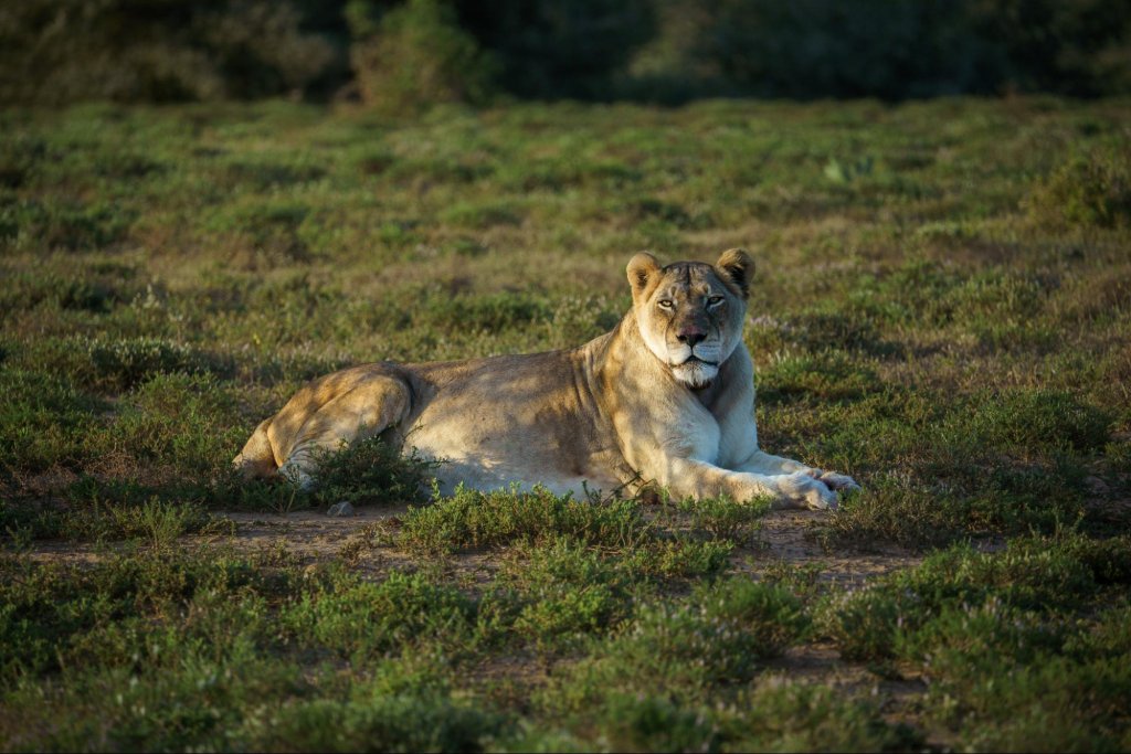 Safari at Addo Elephant National Park with RiverBend Collection